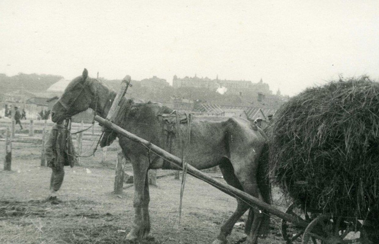 Голодна худоба
