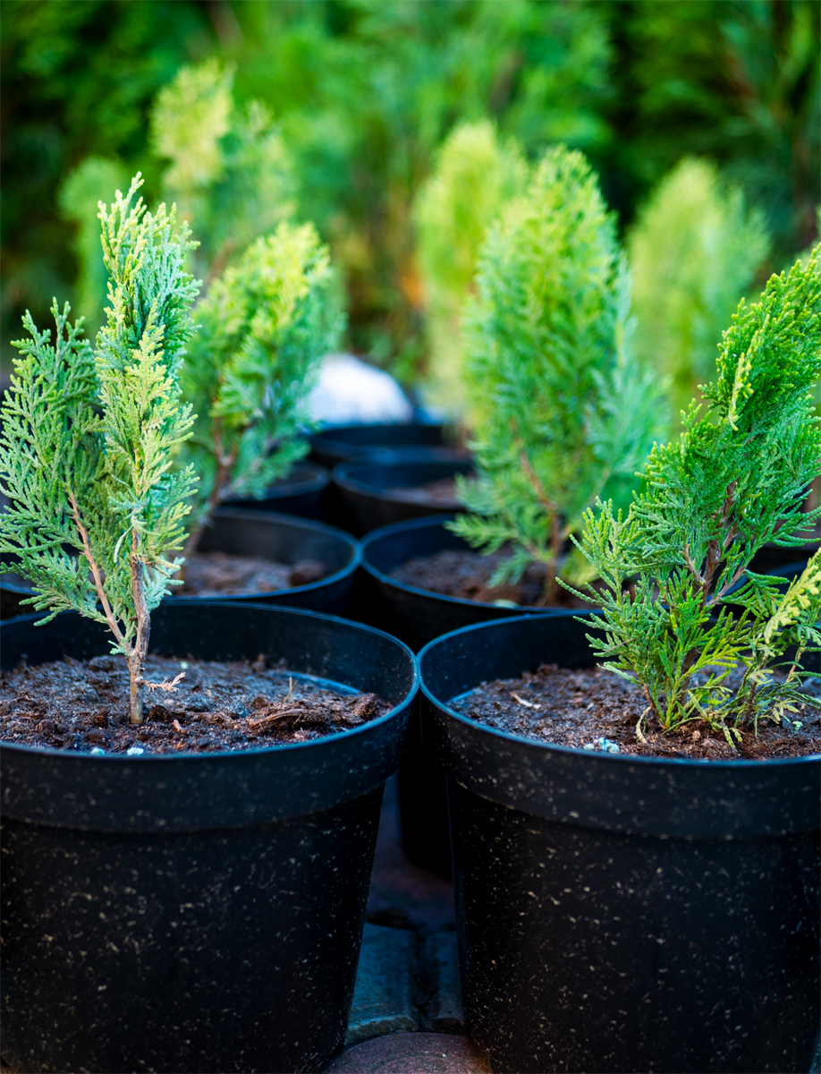 Туї з садового центру VDOMA